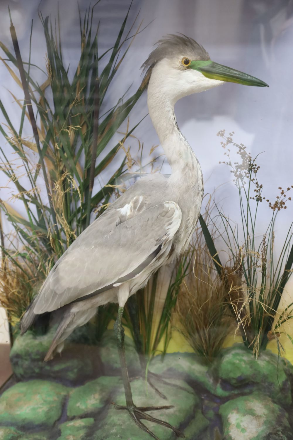 A taxidermic heron in glazed case with vegetation, by H. F. Cotton, Reigate, 61cm wide